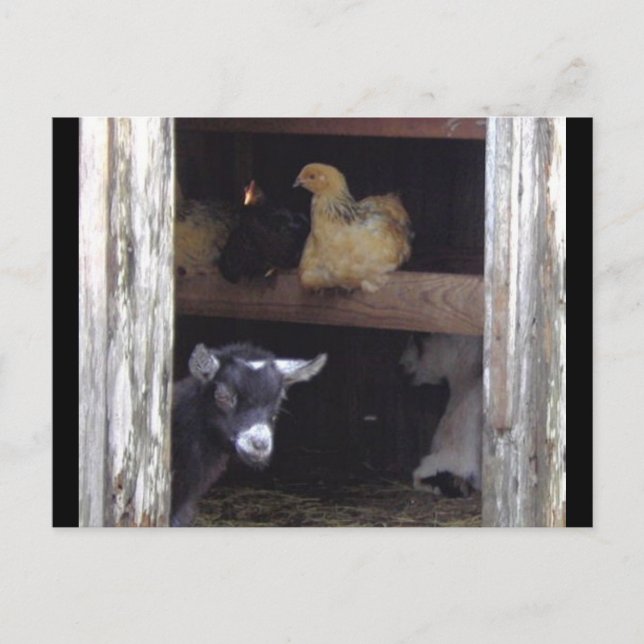 Cartes postales de Barn Yard (Devant)
