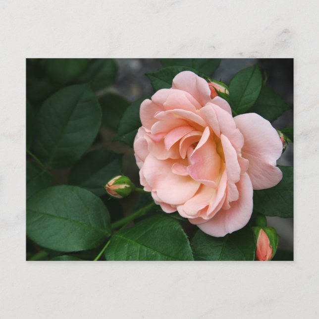 Cartes postales de belles roses roses (Devant)