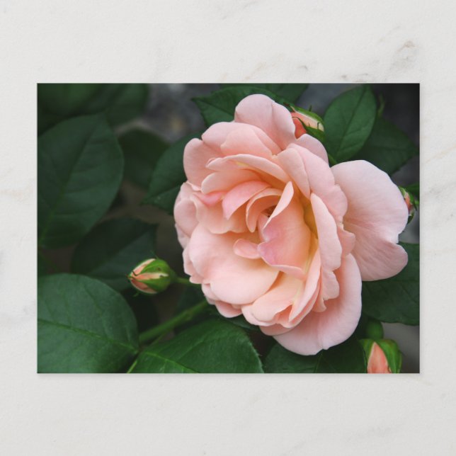 Cartes postales de belles roses roses (Devant)