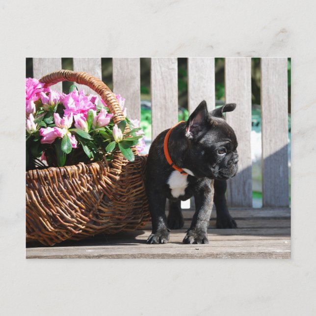 Cartes postales de Bouledogues Français (Devant)
