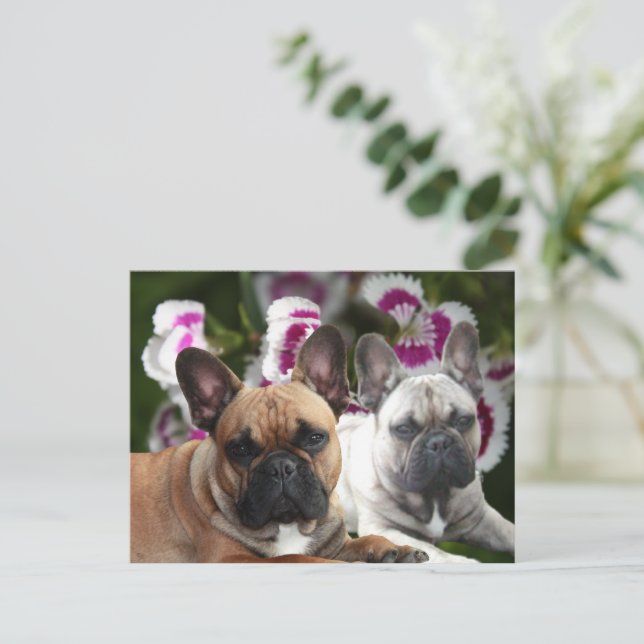 Cartes postales de Bouledogues Français (Debout devant)