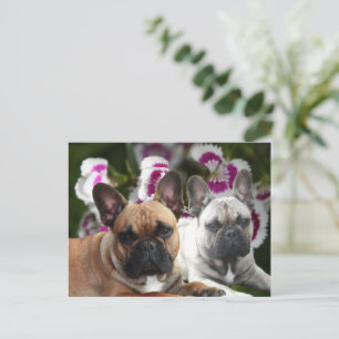 Cartes postales de Bouledogues Français