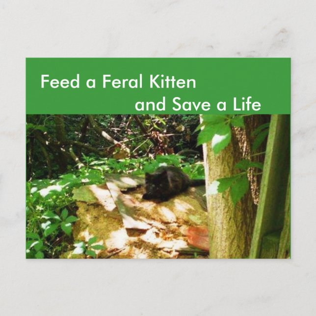 Cartes postales de chatons sauvages dans la tanièr (Devant)