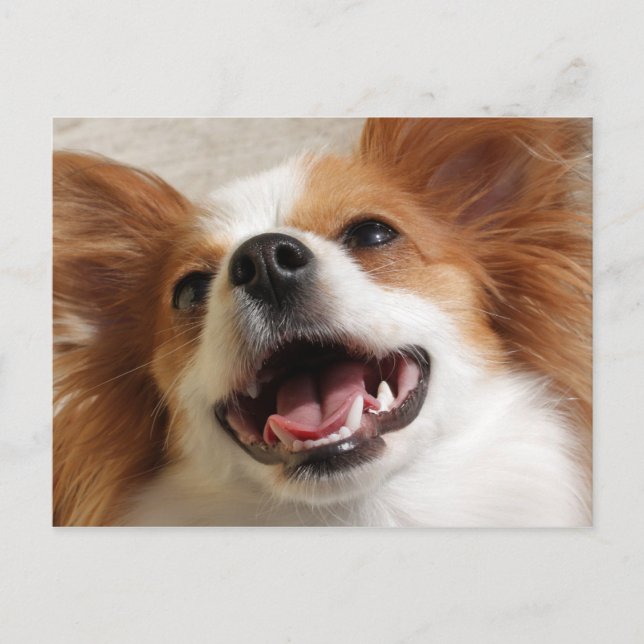 Cartes postales de chien Papillon riant (Devant)