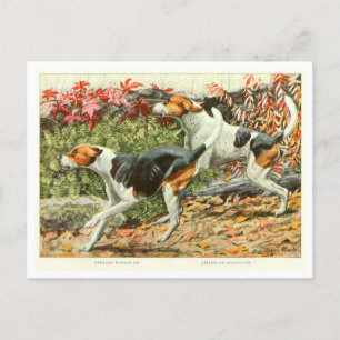 Cartes postales de chiens Foxhound