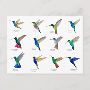 Cartes postales de colibris