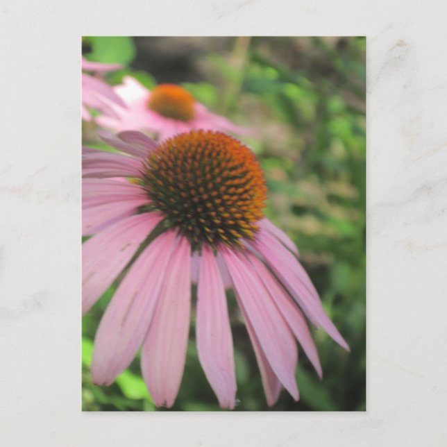 Cartes postales de consoeurs roses (Devant)