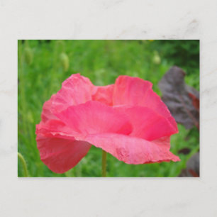 Cartes postales de Coquelicot Rose Prairie verte