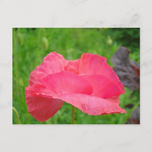 Cartes postales de Coquelicot Rose Prairie verte (Devant)