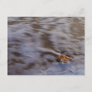 Cartes postales de coquillages dans le ressac