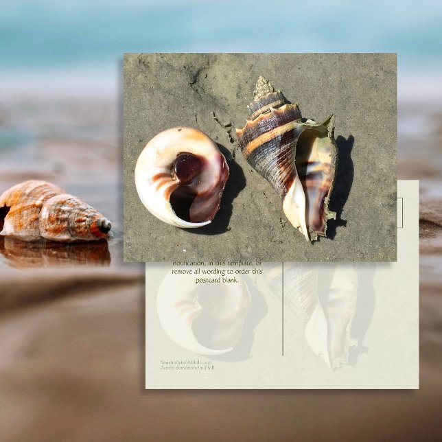 Cartes postales de coquilles de conque couronnée d (Créateur téléchargé)