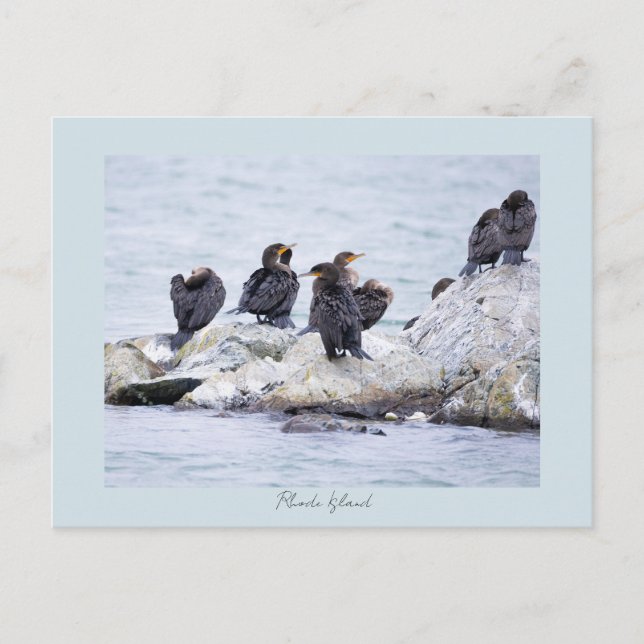 Cartes postales de cormorans Rhode Island  (Devant)