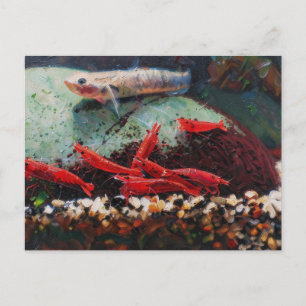 Cartes postales de crevettes cerises rouges et sti
