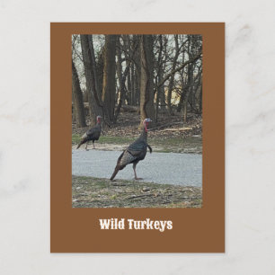 Cartes postales de Dindons Sauvages