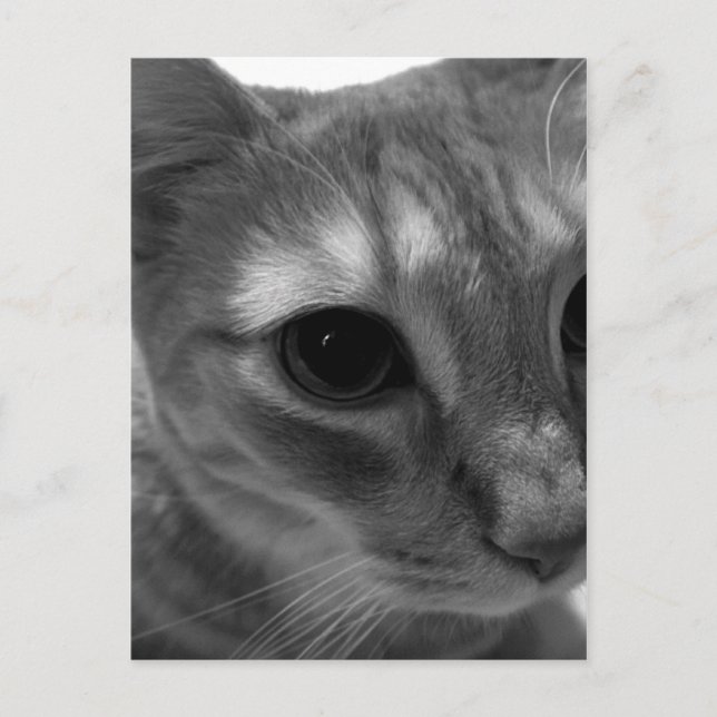 Cartes postales de fermeture de visage de chat (Devant)
