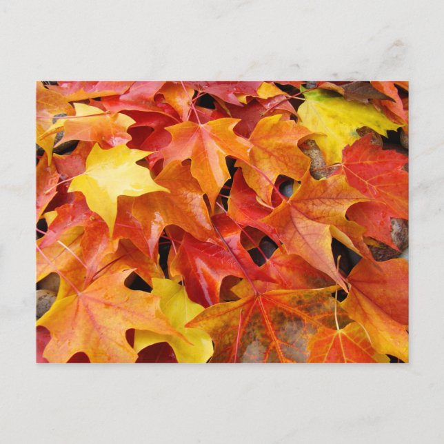 Cartes postales de feuilles d'arbre d'automne Feui (Devant)