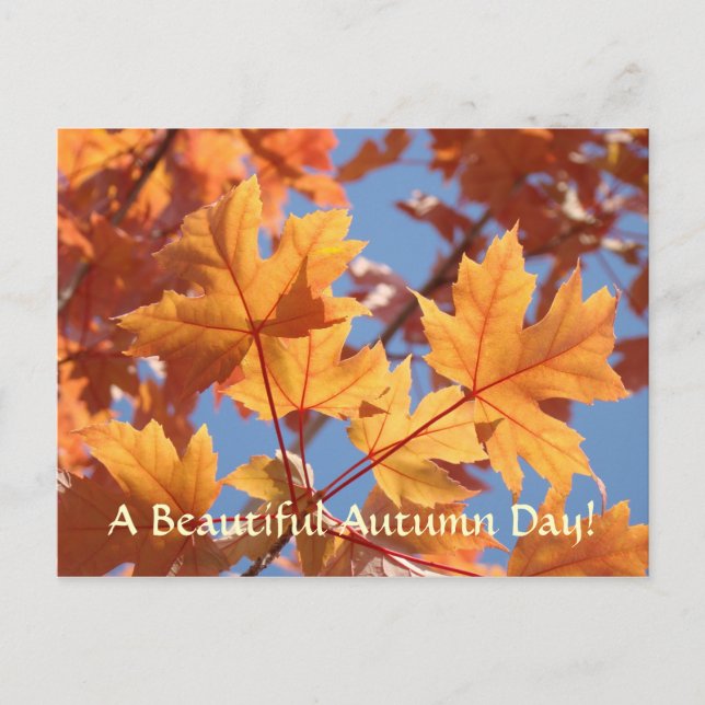 Cartes postales de feuilles d'automne Belle journé (Devant)