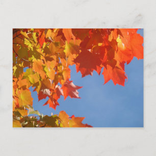 Cartes postales de feuilles d'automne Ciel bleu Ar