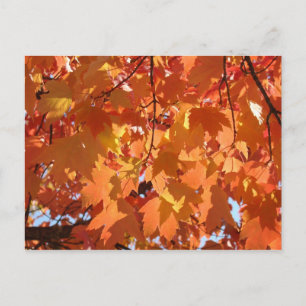 Cartes postales de feuilles d'automne Feuilles d'a