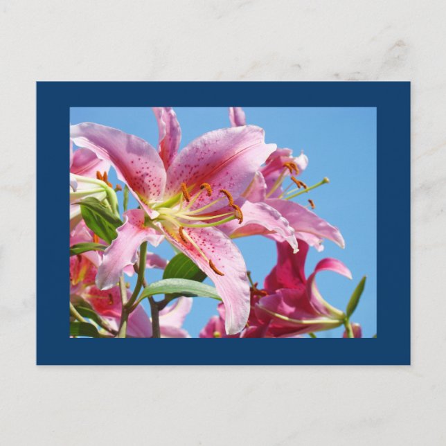 Cartes postales de fleur de lys rose Ciel bleu bot (Devant)