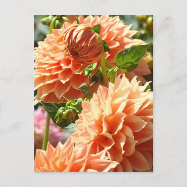 Cartes postales de fleurs de Dahlia orange Fleurs  (Devant)