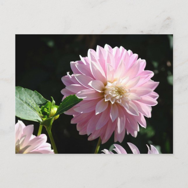 Cartes postales de fleurs de dahlia rose Fleur flo (Devant)