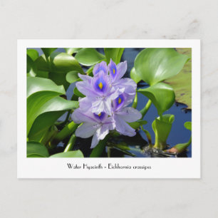 Cartes postales de fleurs de jacinthe d'eau collec