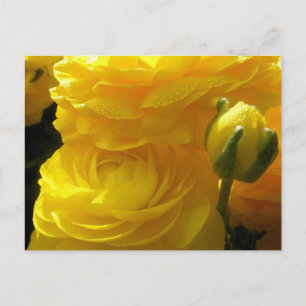 Cartes postales de fleurs de renoncule jaune vif