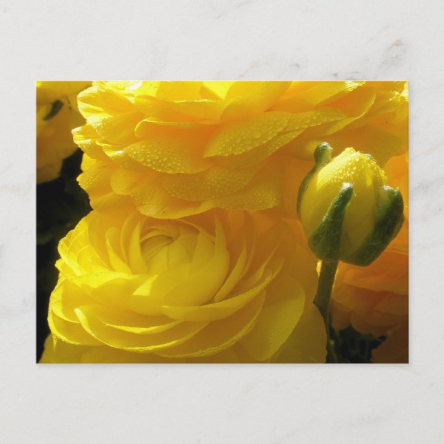 Cartes postales de fleurs de renoncule jaune vif (Devant)