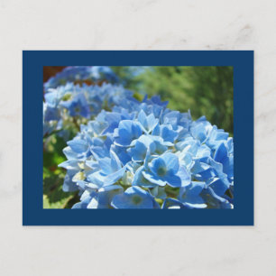 Cartes postales de fleurs d'hortensia bleus Ajoute