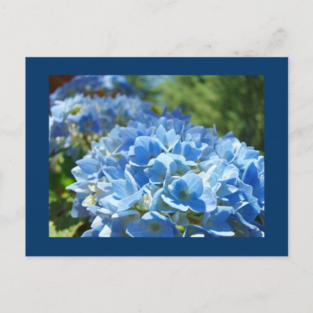 Cartes postales de fleurs d'hortensia bleus Ajoute (Devant)