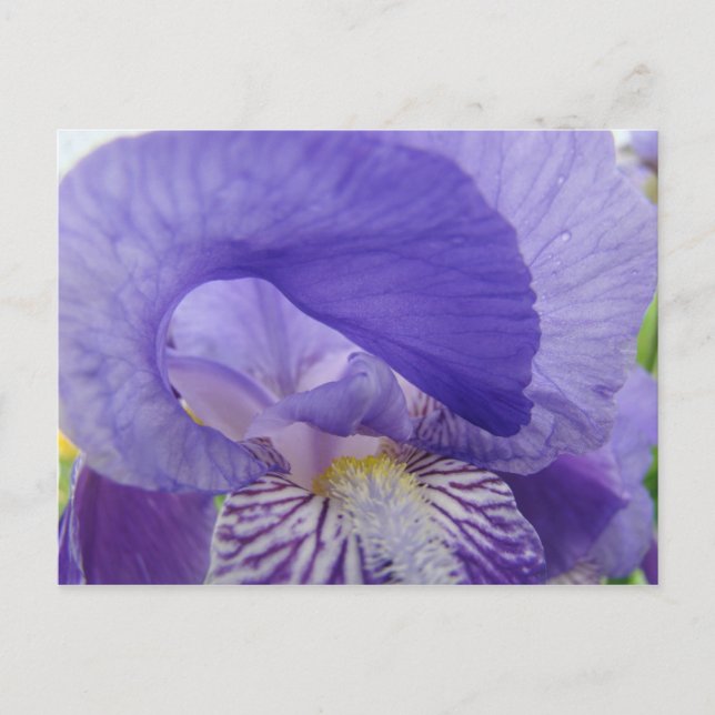 Cartes postales de fleurs d'Iris violettes Irises  (Devant)