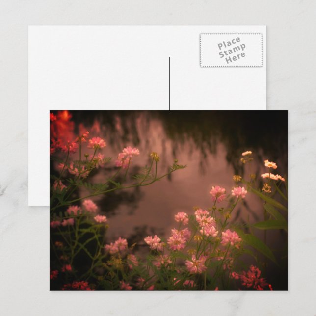 Cartes postales de fleurs sauvages roses aspect vi (Devant / Derrière)