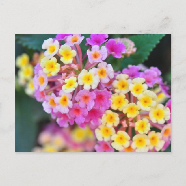 Cartes postales de fleurs tropicales (Devant)