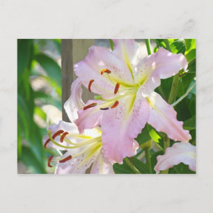 Cartes postales de jardin de fleurs de lys lys ros