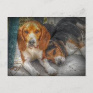 Cartes postales de jolis chiens Beagle