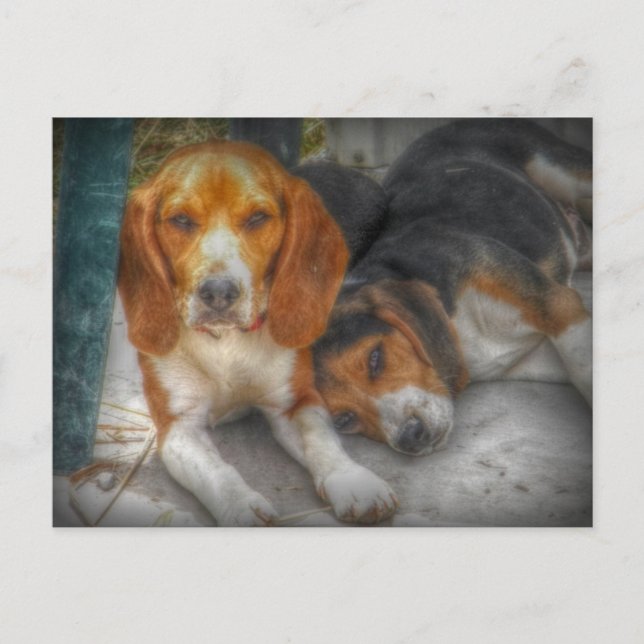 Cartes postales de jolis chiens Beagle (Devant)
