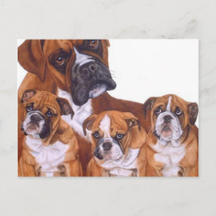 Cartes postales de la famille Boxer