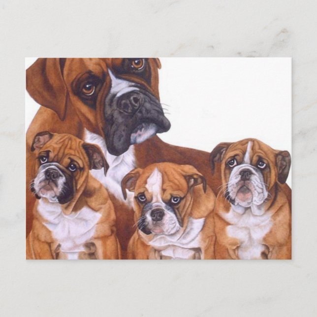Cartes postales de la famille Boxer (Devant)