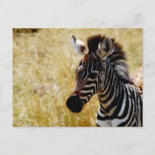 Cartes postales de la faune de Zebra Foy
