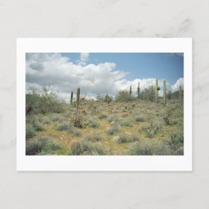 Cartes postales de la Pastorale de Cactus