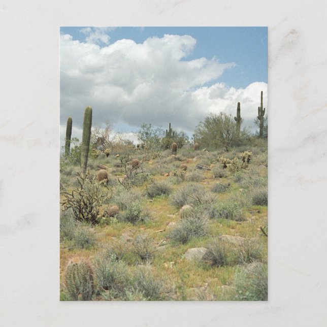 Cartes postales de la Pastorale de Cactus (Devant)