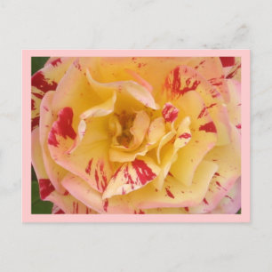 Cartes postales de la Percussion rose jaune