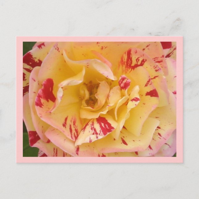 Cartes postales de la Percussion rose jaune (Devant)