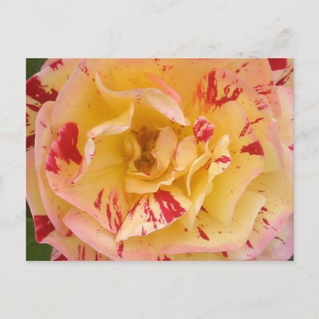 Cartes postales de la Percussion rose jaune (Devant)