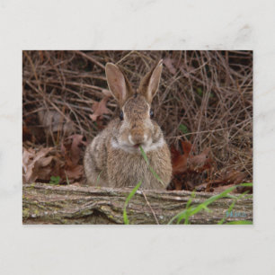 Cartes postales de lapin sauvage