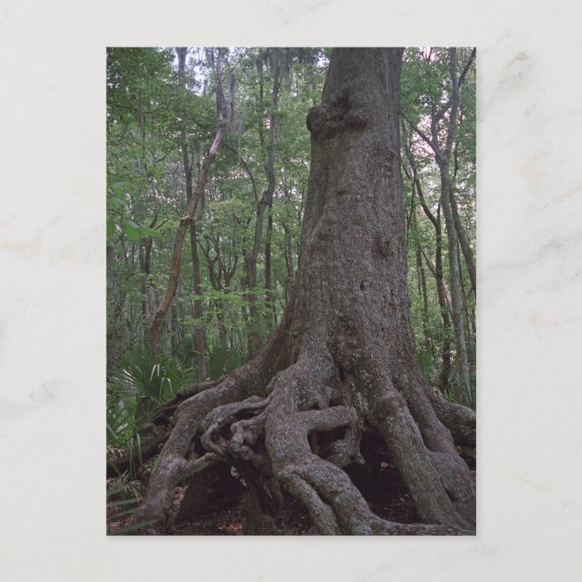 Cartes postales de l'artefact de la forêt indienne (Devant)