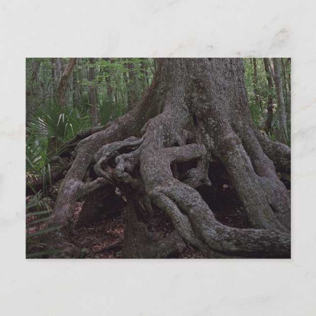 Cartes postales de l'artefact de la forêt indienne (Devant)