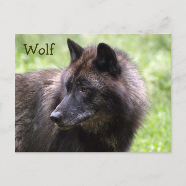 Cartes postales de loup gris, loup à crinière, ani (Devant)