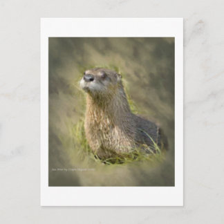 Cartes postales de loutres de mer